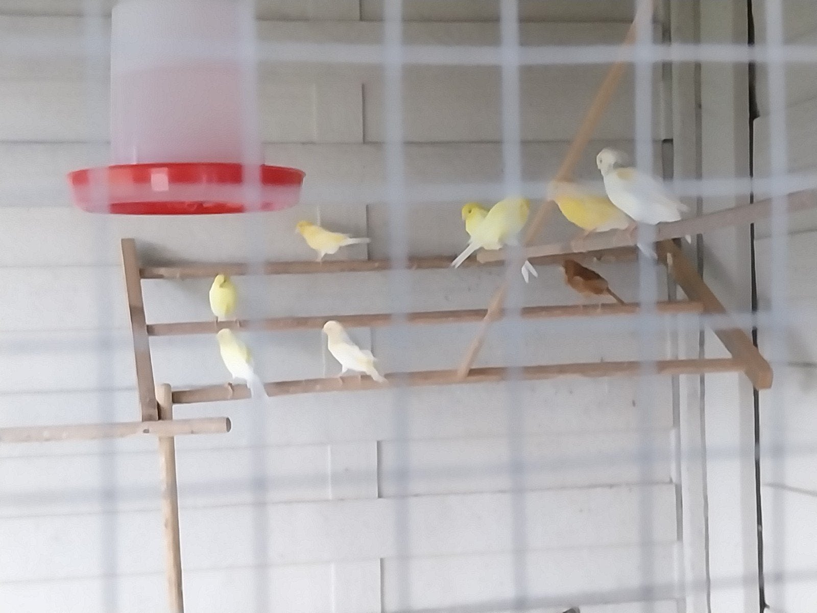kanaries gele orange en geel met zwart, Animaux & Accessoires, Oiseaux | Canaris