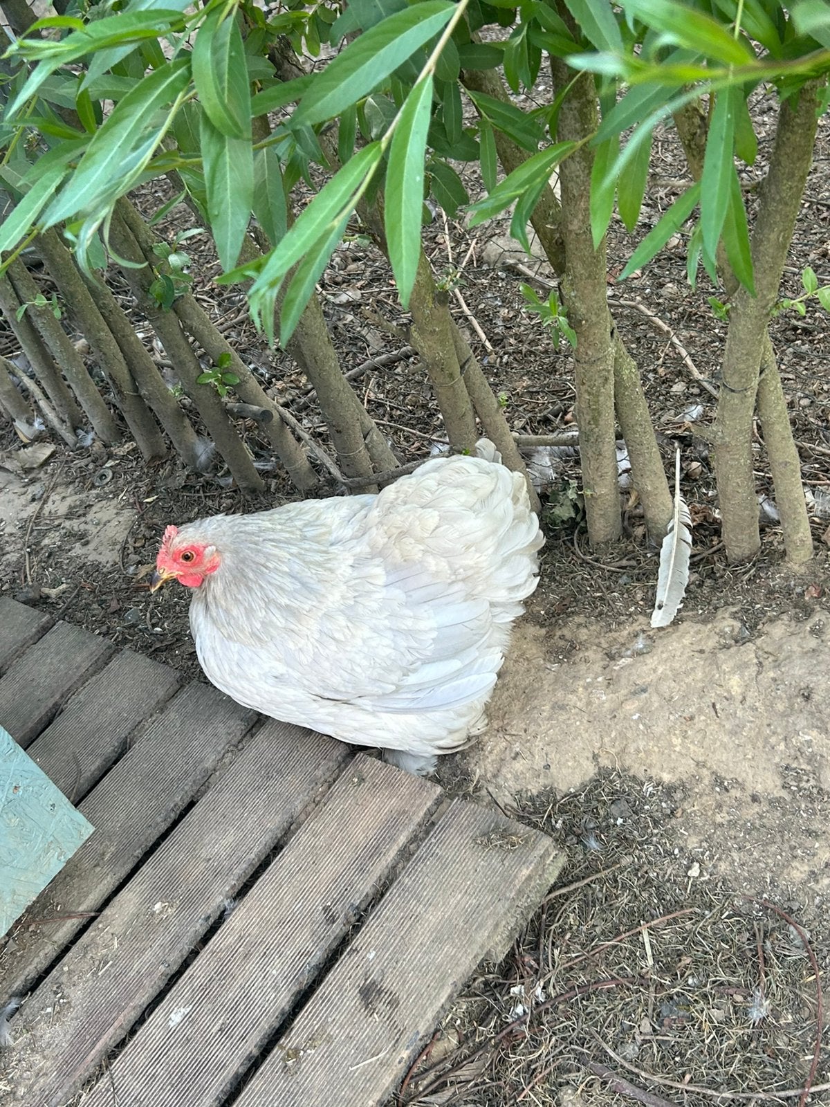 Trio cochin kriel parelgrijs, Dieren en Toebehoren, Pluimvee