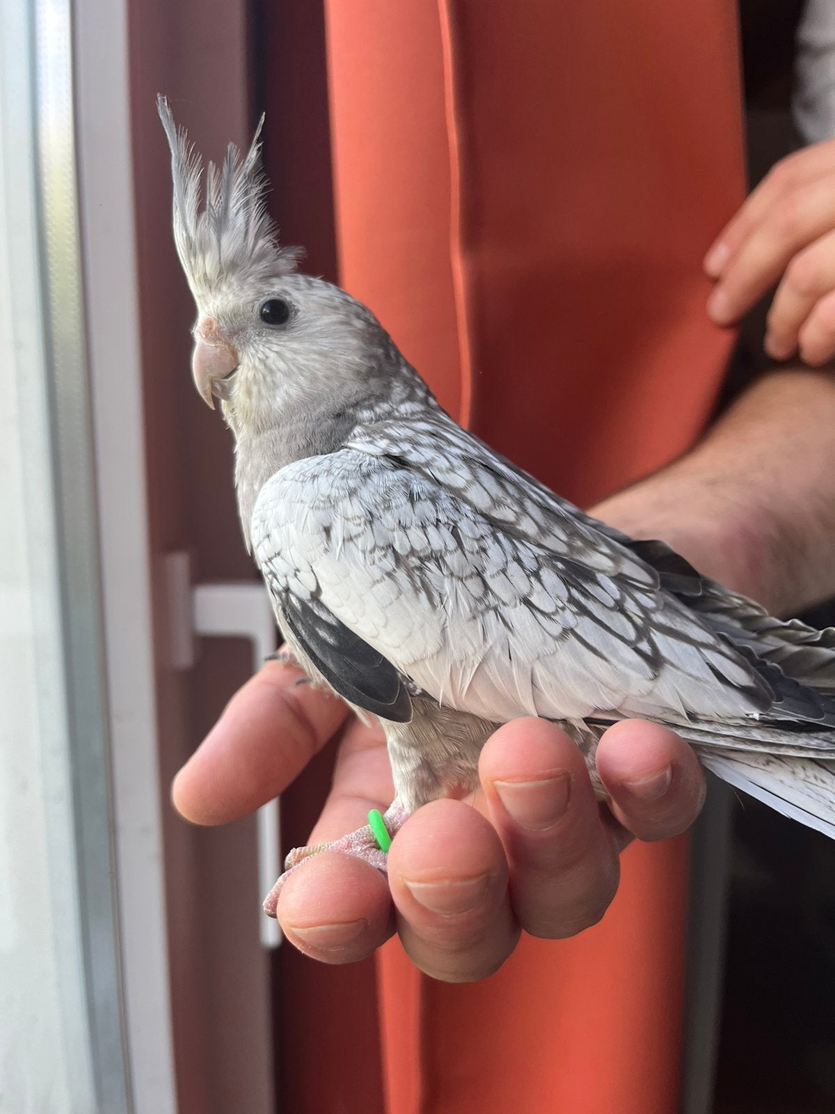 2 femelles calopsitte grises perlées, Animaux & Accessoires, Oiseaux | Perruches & Perroquets
