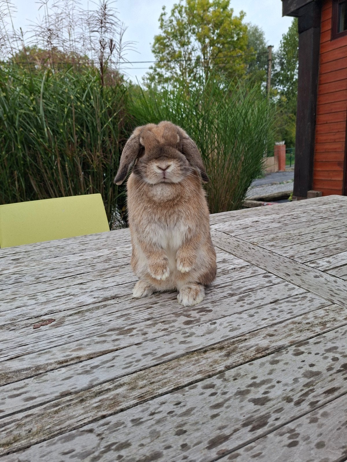raszuiver minilop konijn vrouwtje, Ophalen