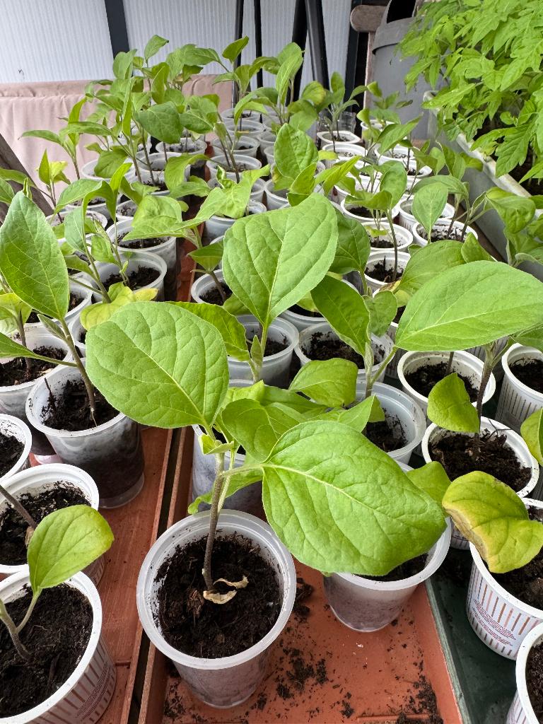 Aubergineplant, Ophalen