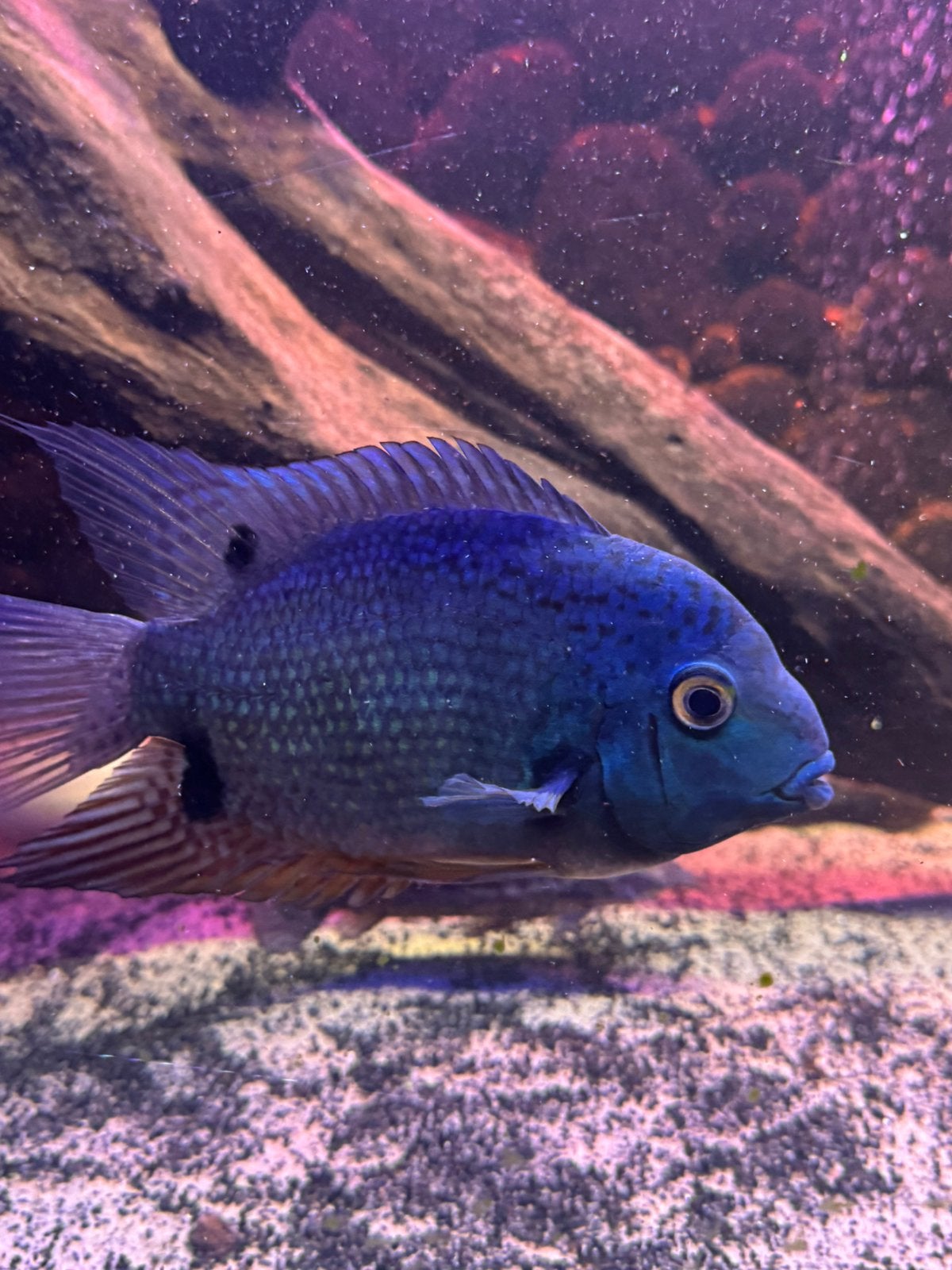 Groot Koppel heros severum, Dieren en Toebehoren, Ophalen, Zo goed als nieuw