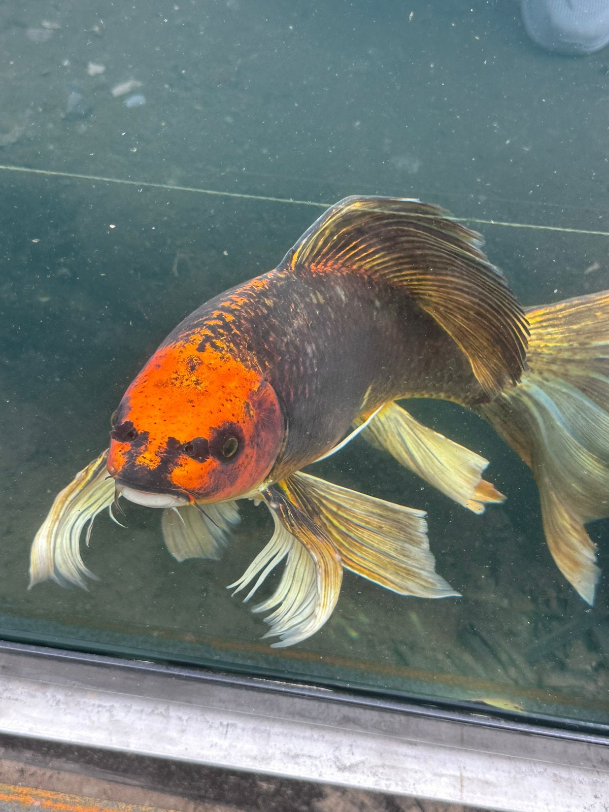 Butterfly koi 55-60 cm (ruilen), Karper of Koi