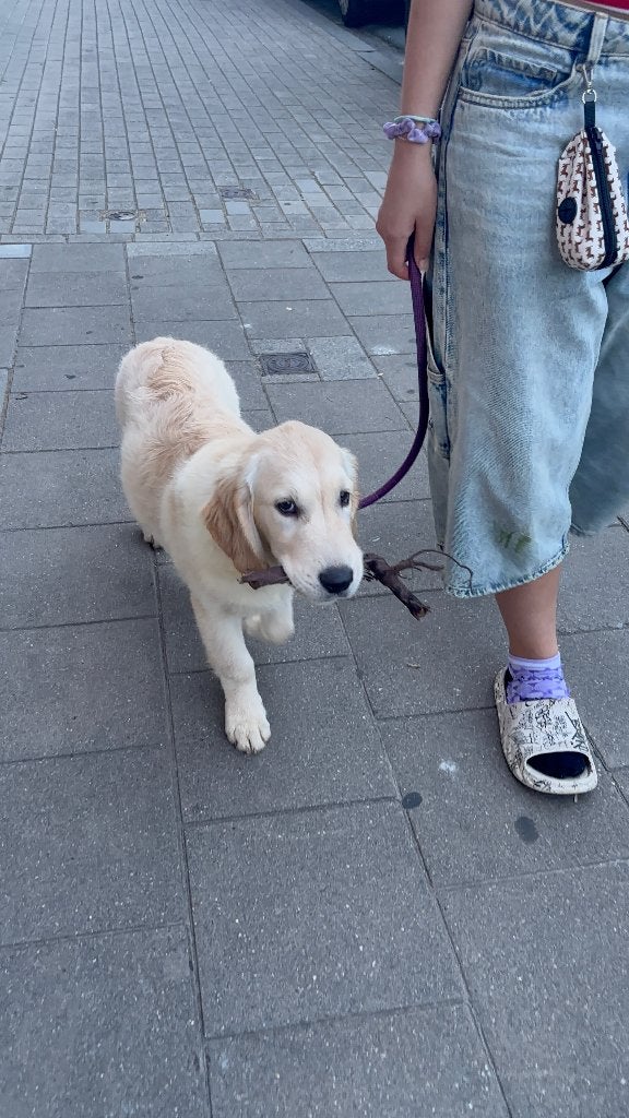 Golden Teriever à vendre, 15 semaines à 1 an, Golden retriever, Particulier, Hépatite contagieuse (maladie de Rubarth)