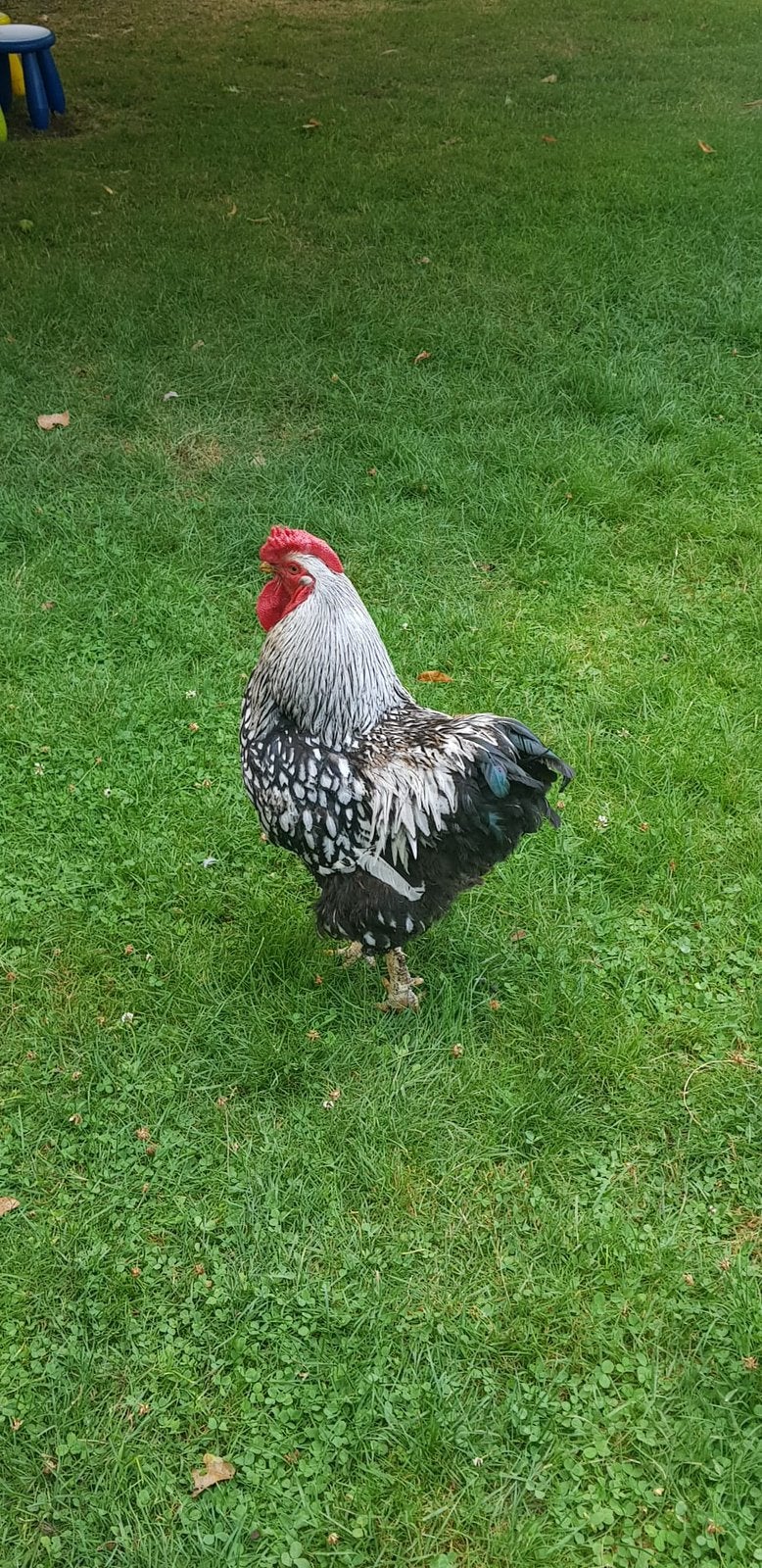 Wyandotte haan, Dieren en Toebehoren, Pluimvee