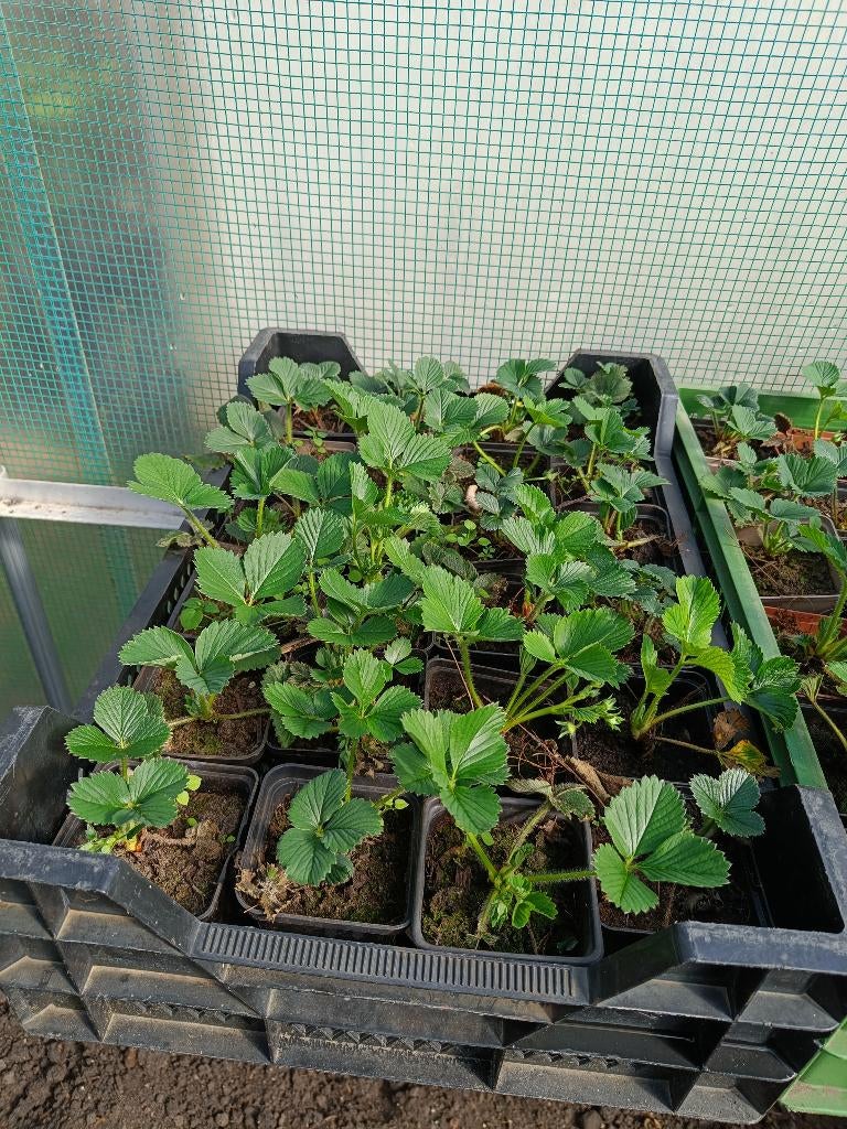 Aardbei planten, Tuin en Terras, Planten | Tuinplanten, Ophalen, Volle zon, Vaste plant, Fruitplanten