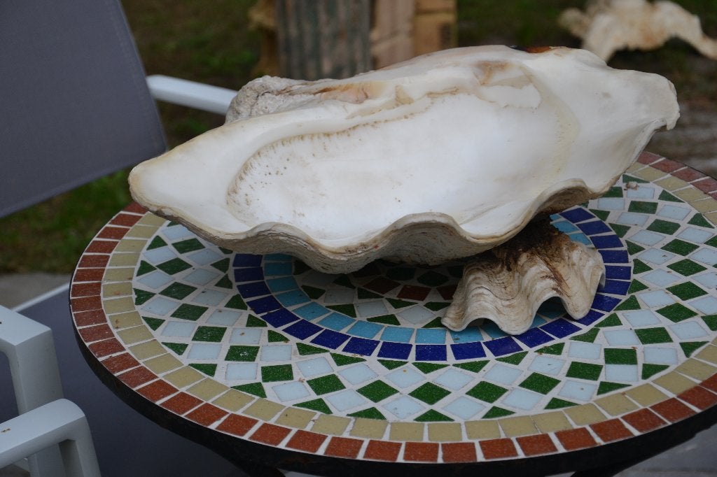 Coquille baptismale, Enlèvement, Coquillage(s)