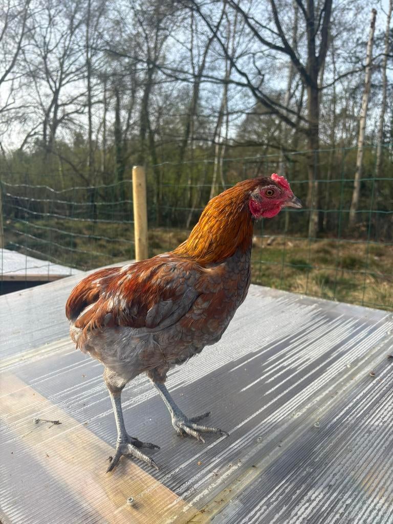 Jonge araucana kruising haan te koop – 23weken MOET WEG, Dieren en Toebehoren, Pluimvee, Mannelijk, Kip