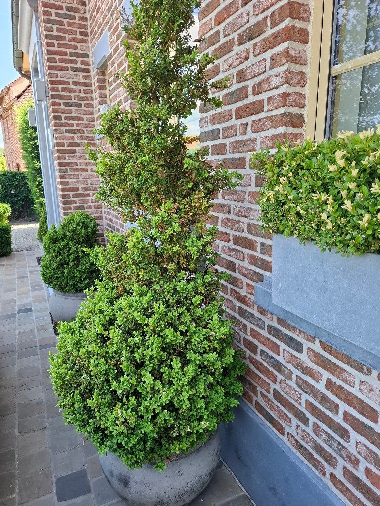 Buxis, Tuin en Terras, Ophalen