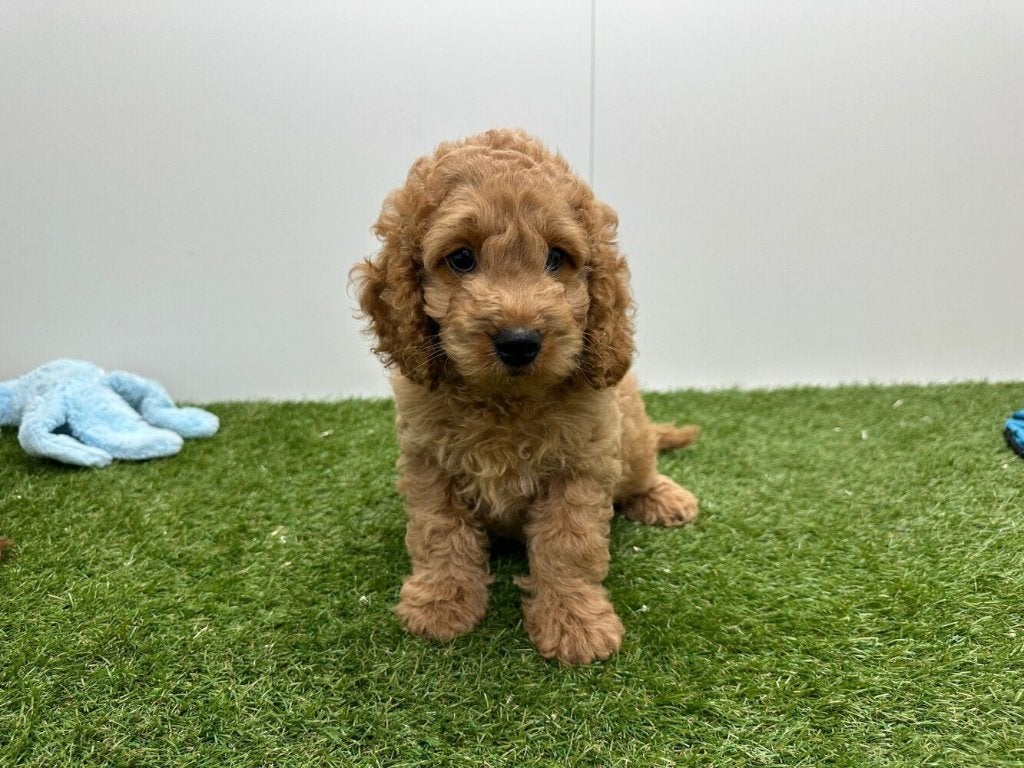 Chiots Cockapoo (F1)