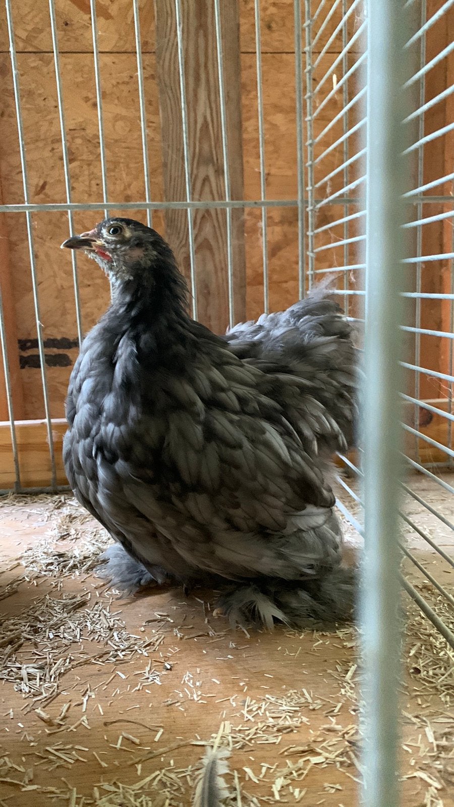 Couple de cochin, de bantam, de race et de couleur pure, Animaux & Accessoires, Poule ou poulet