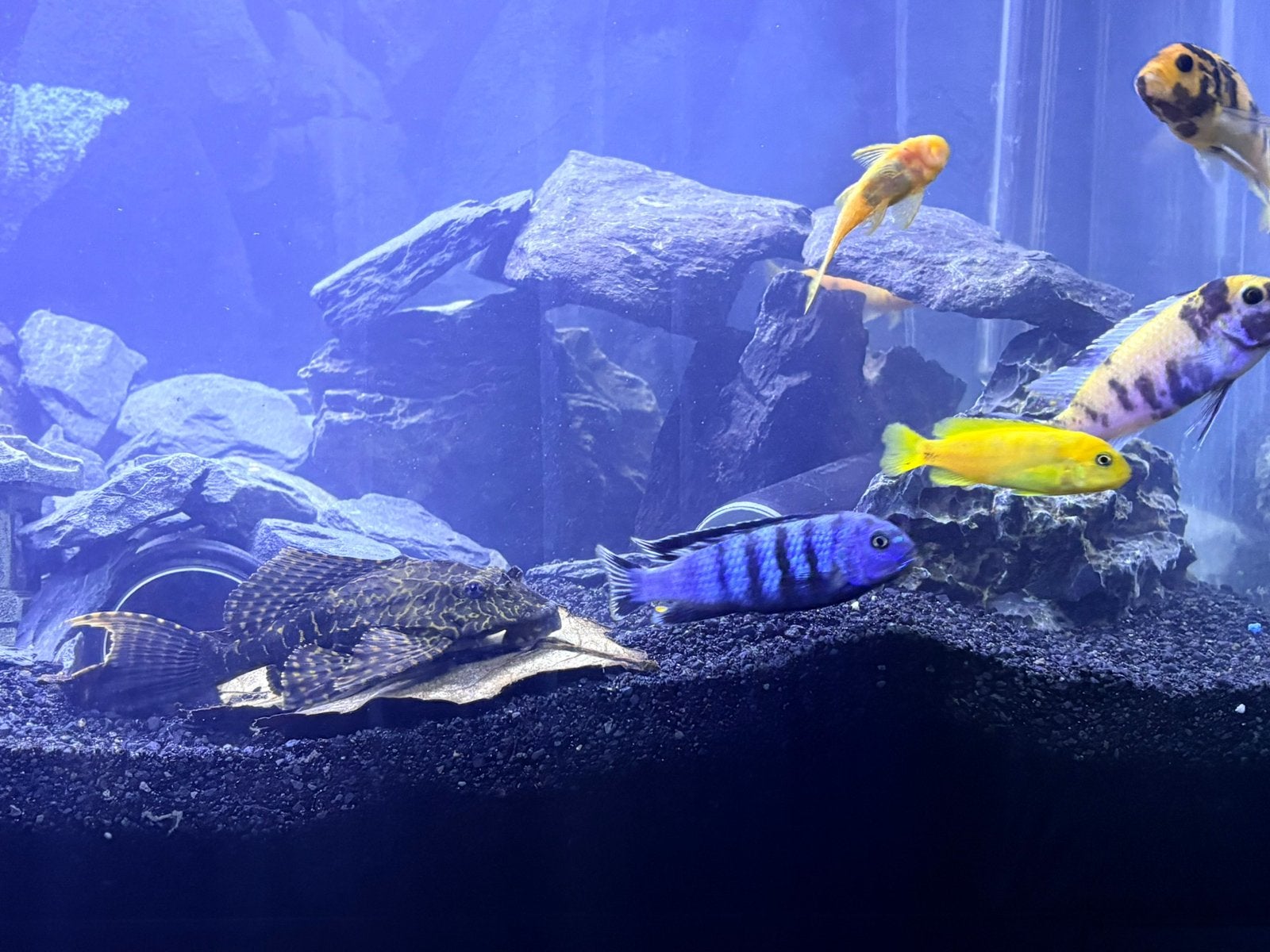 Pleco leopard actuellement 15cm, Dieren en Toebehoren, Vissen | Aquariumvissen