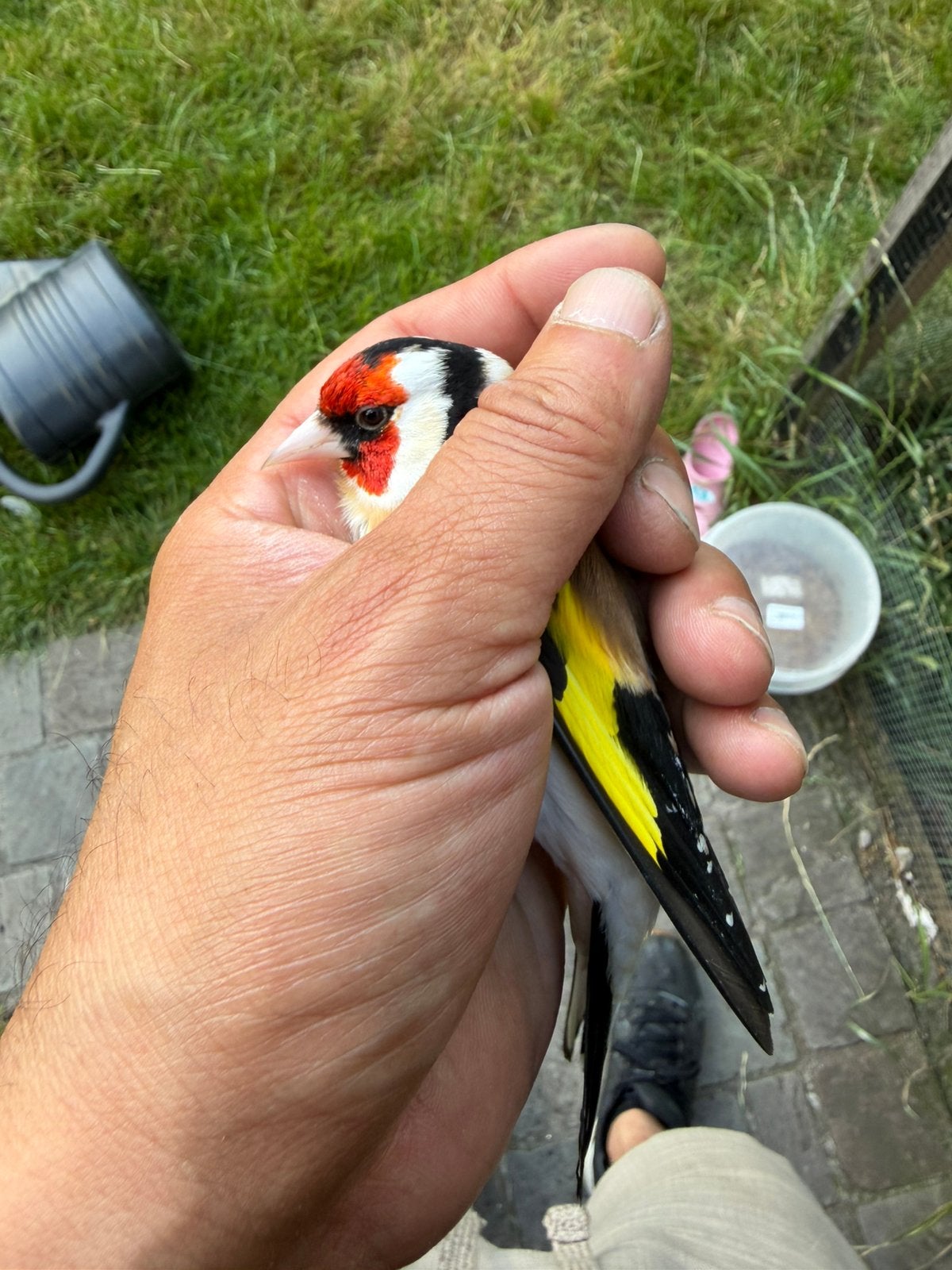Distelvinken mannen, Dieren en Toebehoren, Geringd
