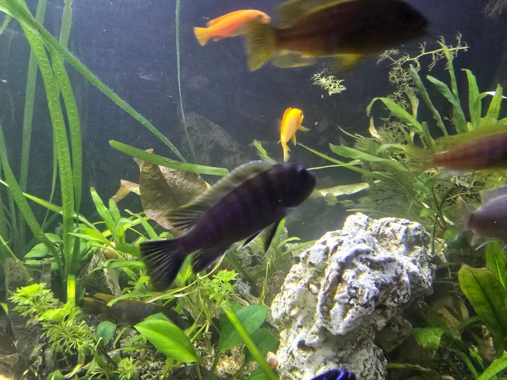 Cynotilapia Afra (Yellow Top) Mbuna Cichlid te koop!, Poisson, Poisson d'eau douce