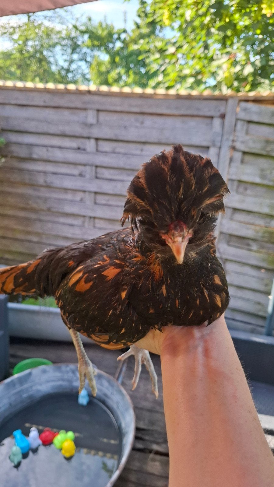 Padua kippen van begin april, Dieren en Toebehoren
