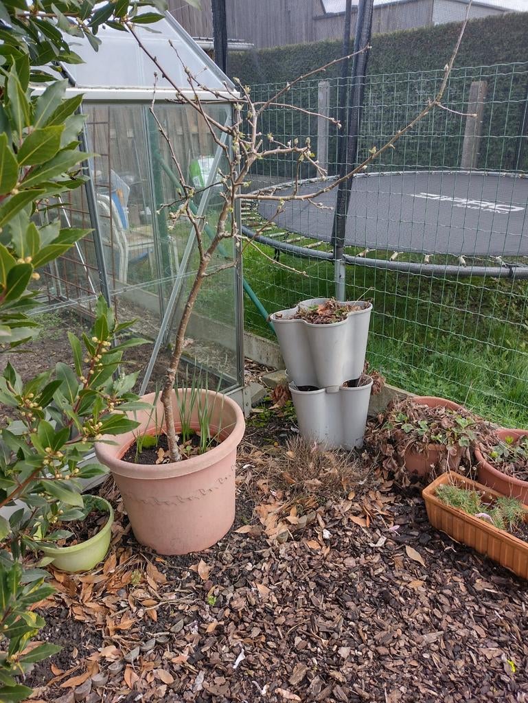 Appelboom in bloempot, Enlèvement, En pot
