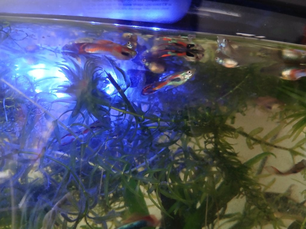 Guppy visjes, Vis, Zoetwatervis