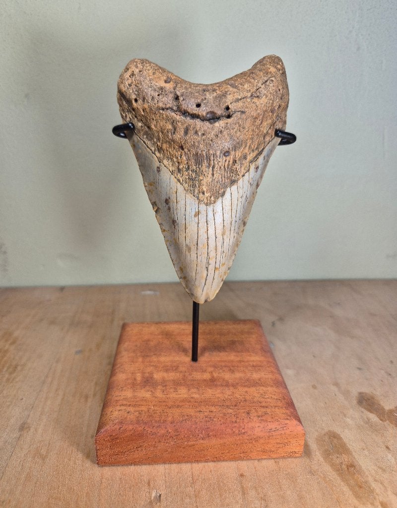 Fraai rechte Megalodon tand met standaard!, Ophalen of Verzenden, Fossiel