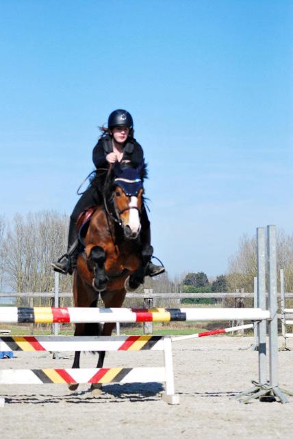 Gekeurde dekhengst ( new forest pony ), Hengst