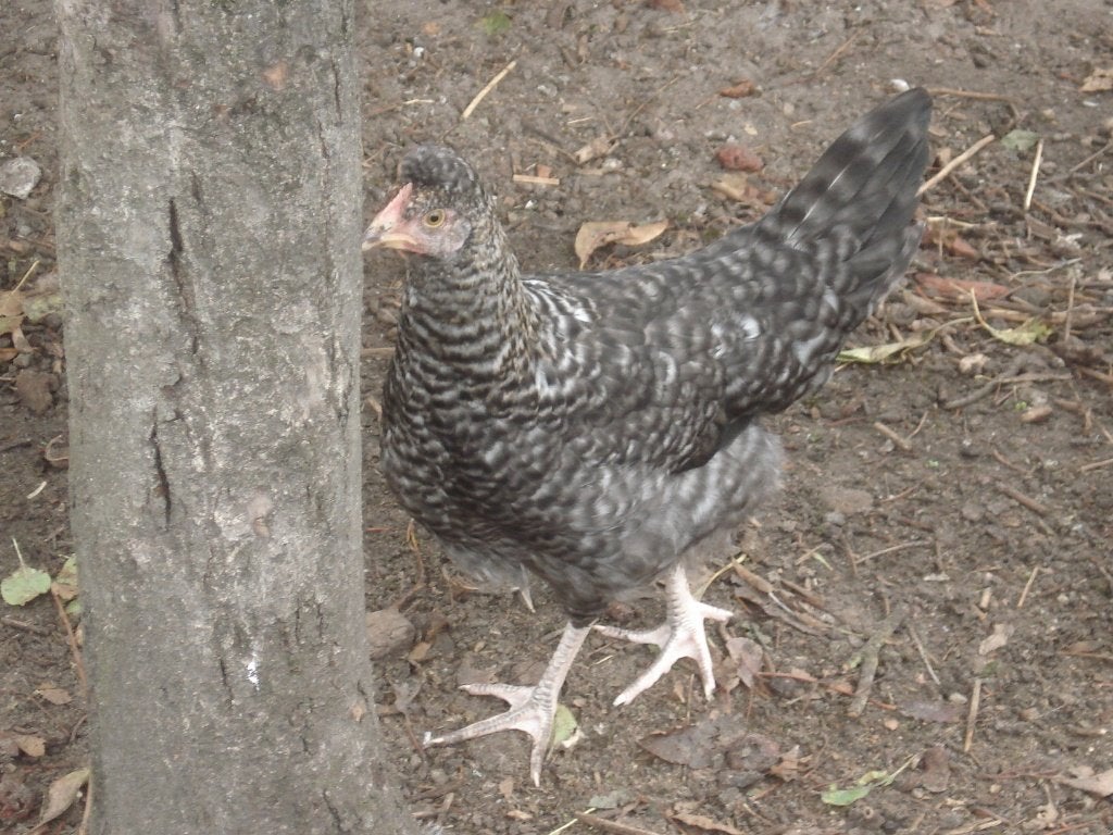 1 jonge goenlegger hen, Dieren en Toebehoren, Pluimvee, Vrouwelijk, Kip