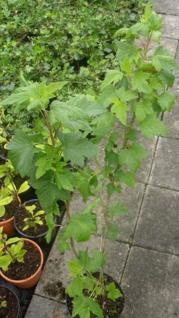 Fruitstruiken mix | Rode, witte, zwarte aalbes & blauwe bes, Tuin en Terras, Planten | Fruitbomen, Ophalen of Verzenden
