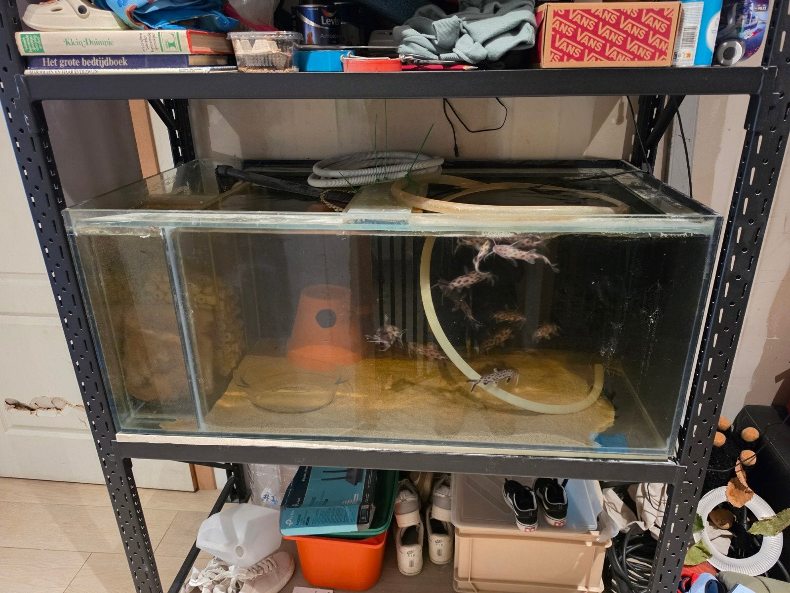synodontis met aquarium, Ophalen