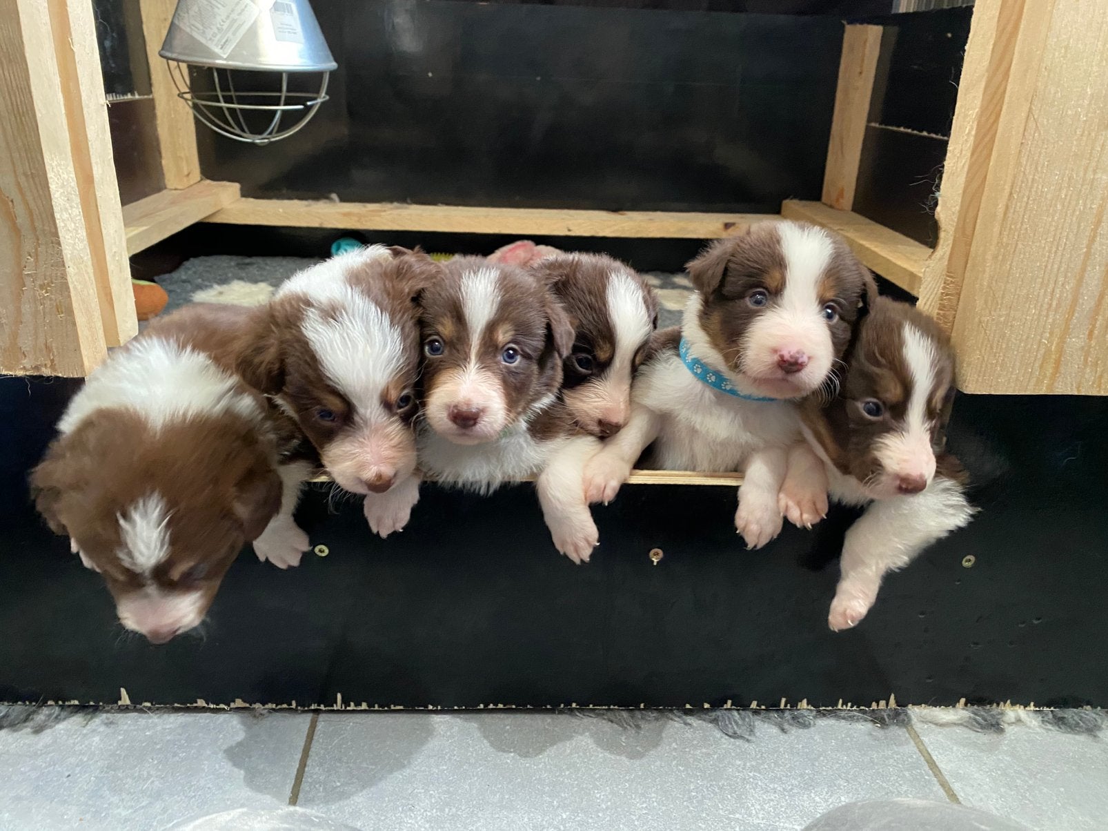 Border collie pups, Particulier, Chien (mâle), Belgique, 8 à 15 semaines