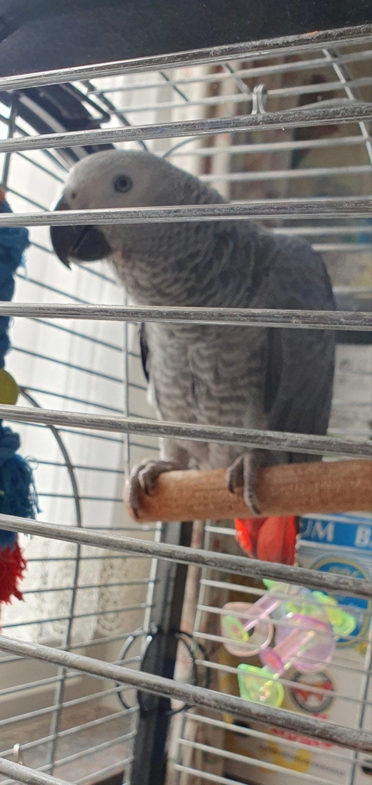 Grijze roodstaart papegaai, Dieren en Toebehoren, Pluimvee