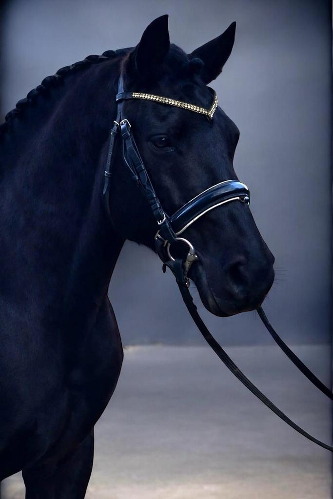 ️Opzoek naar je droompony bekijk deze black beauty ️, Dieren en Toebehoren, Paarden, Ruin, B, Gechipt, 7 tot 10 jaar