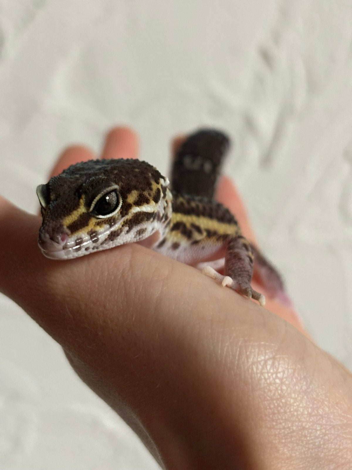 Black night luipaardgekko vrouw, Animaux & Accessoires, Reptiles & Amphibiens, Lézard, Domestique, 0 à 2 ans