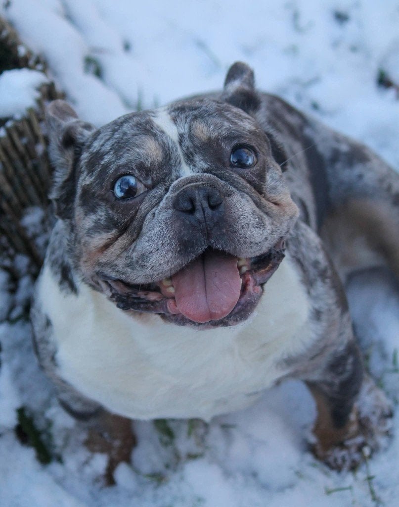 Franse bulldog, Animaux & Accessoires, Chiens | Bouledogues, Pinschers & Molossoïdes, Étranger, 3 à 5 ans, Particulier, Chien (mâle)