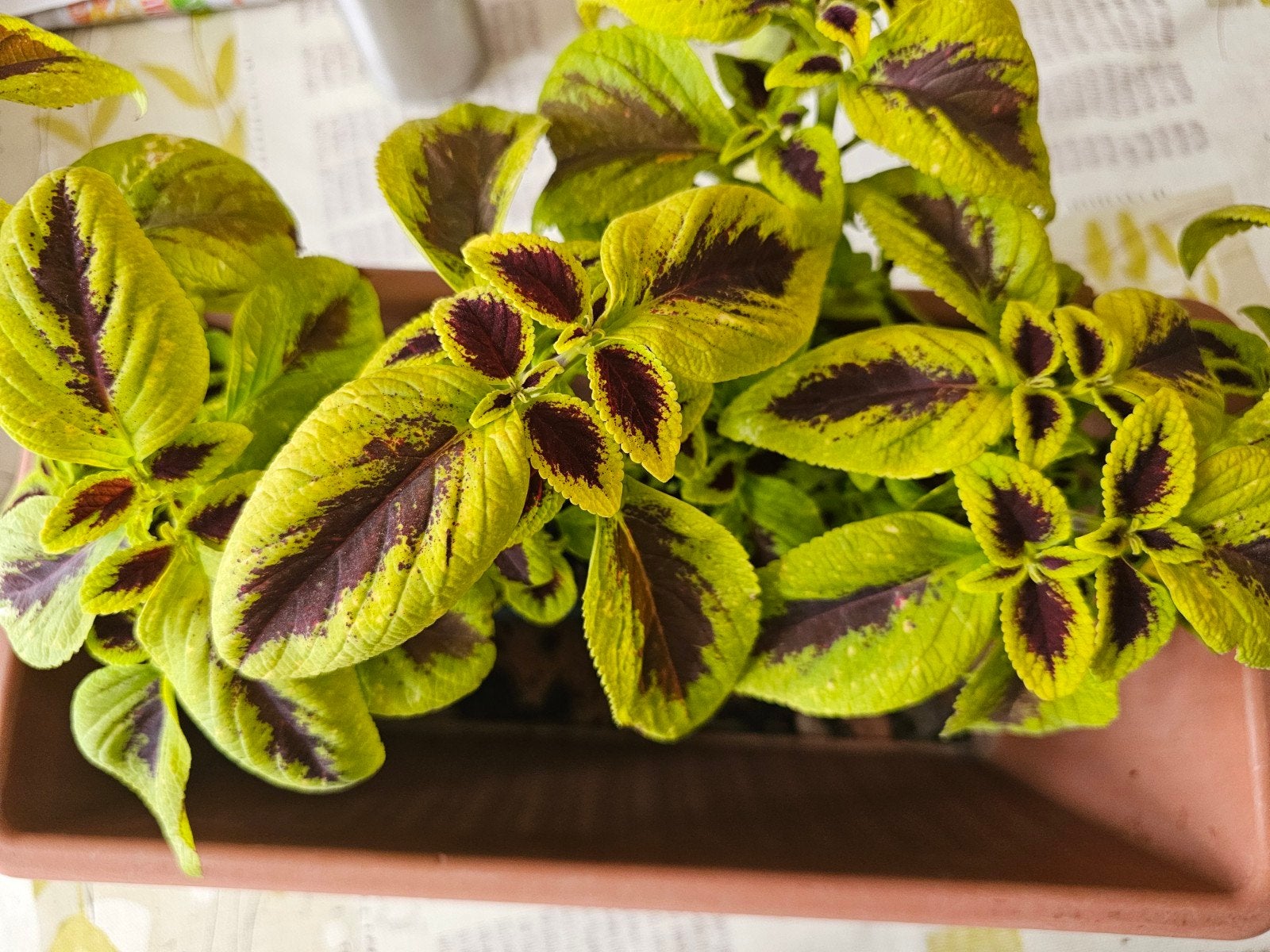 Coleus 5€ le pot, Enlèvement