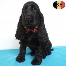 Engelse Cocker - Lieve snoetjes met een zachte, trouwe blik, Dieren en Toebehoren, België, Handelaar, CDV (hondenziekte), 8 tot 15 weken