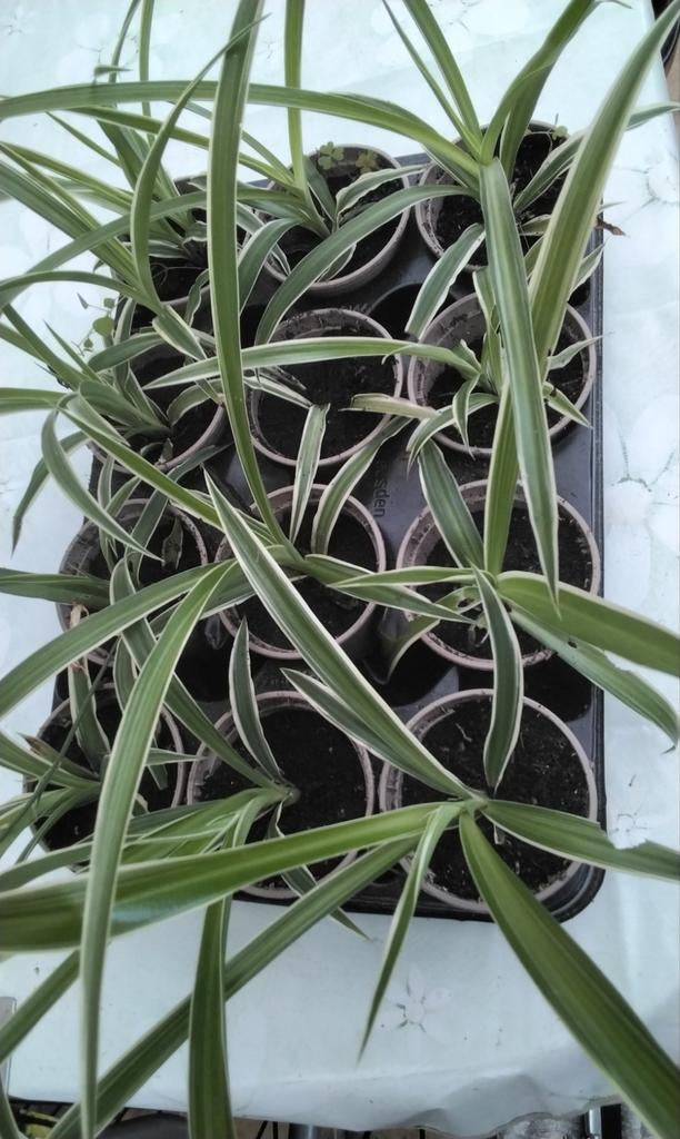 Gras lelie  12 stuk in pot aan 30 euro, Ophalen