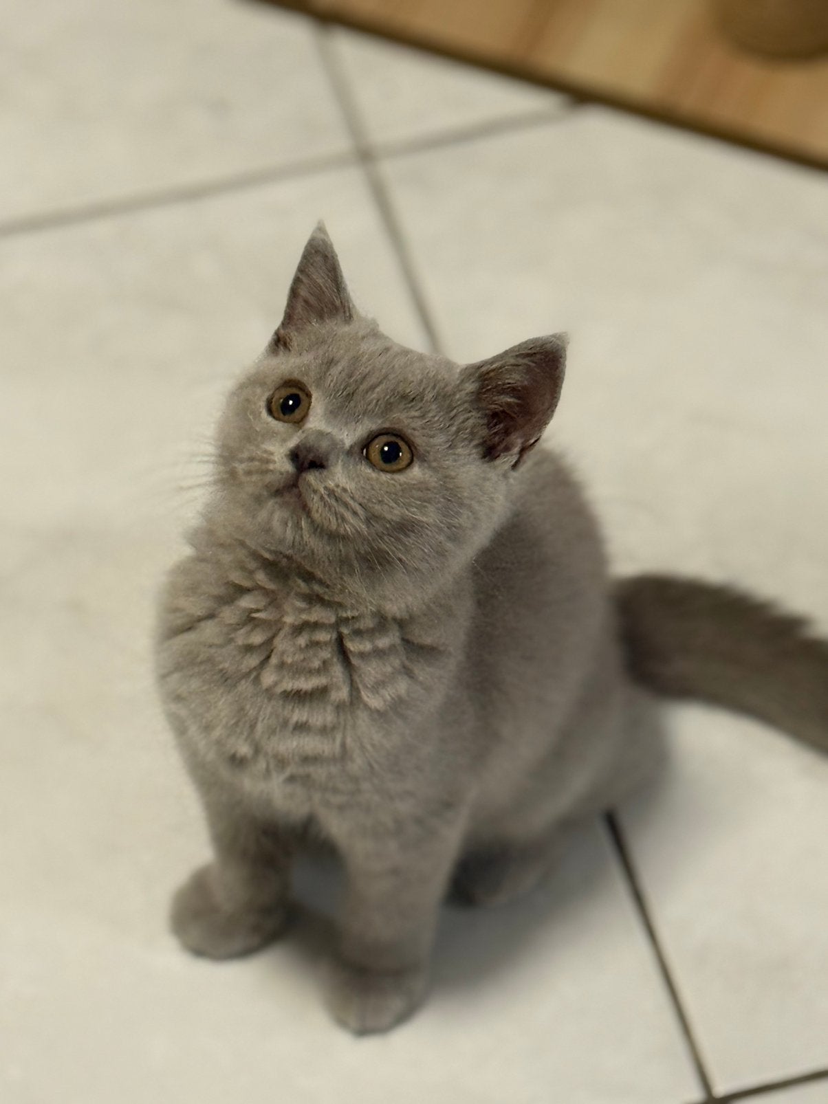 Prachtige Britse Korthaar kittens (blauw & lilac), Dieren en Toebehoren, Meerdere dieren, Gechipt, 0 tot 2 jaar