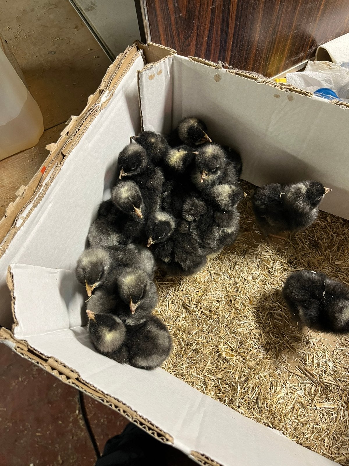 Haantjes mechelse koekoek kunnen onder broedse hen