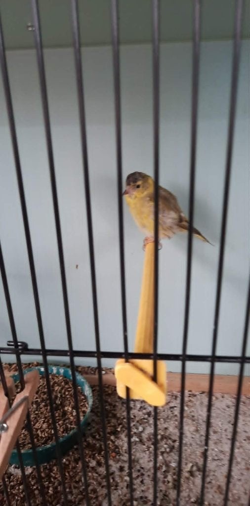 vogels, Geringd