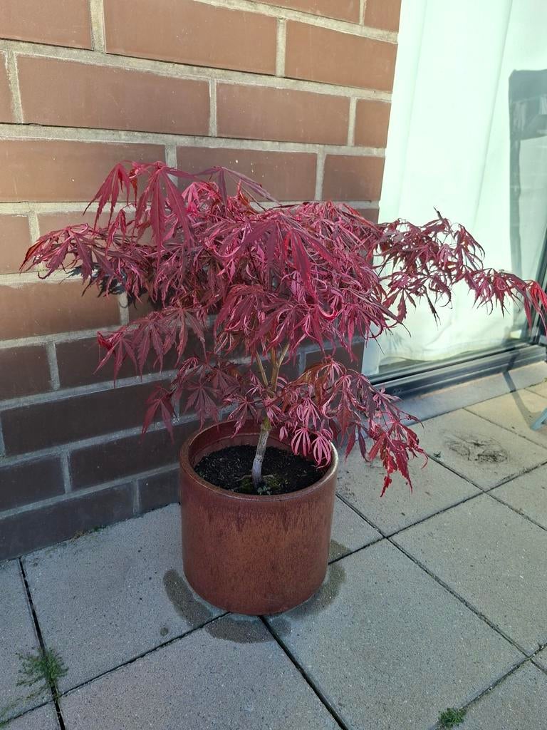 Japanse esdoorn Extravaganza, Tuin en Terras, Ophalen
