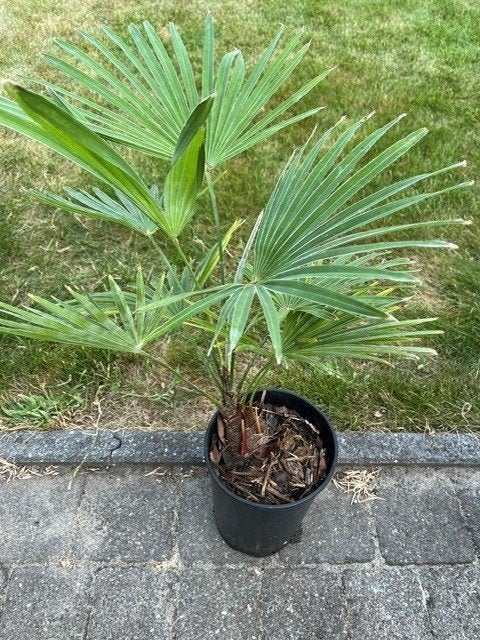 Trachycarpus princeps x Naggy !, Tuin en Terras, In pot, Herfst, Halfschaduw, Ophalen of Verzenden