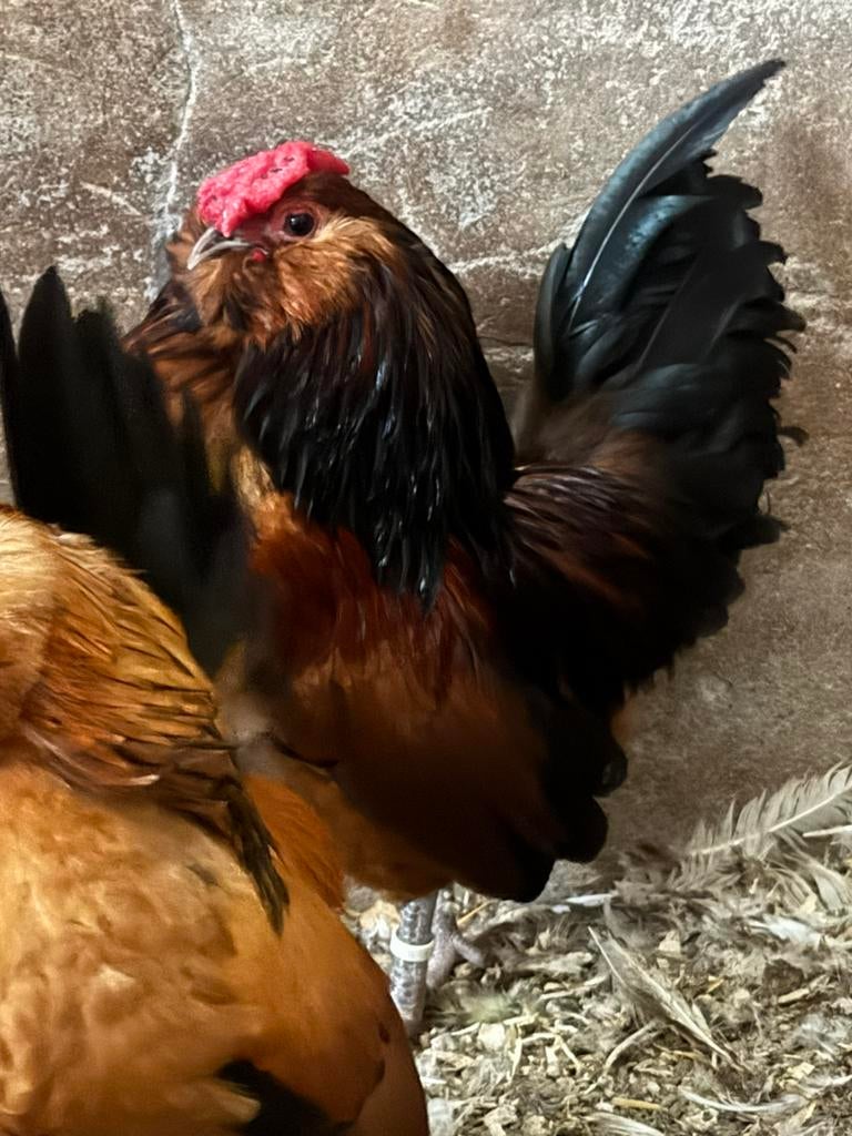 Antwerpse baardkrielen, Dieren en Toebehoren