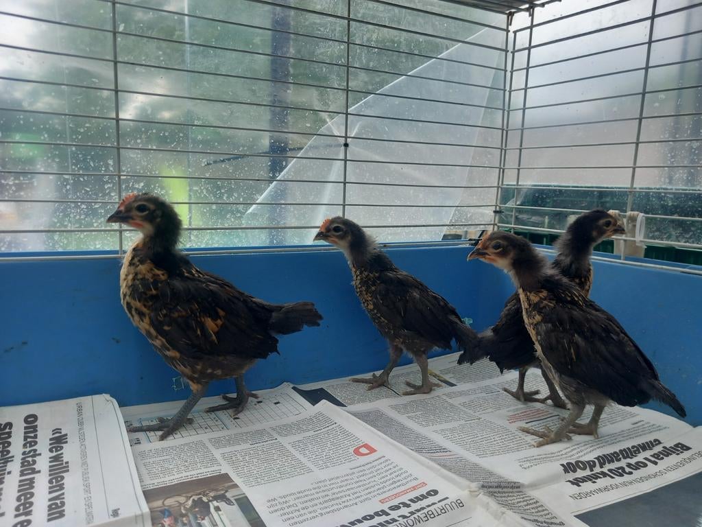 Brabants hoen Kuikens Goudkwartel, Dieren en Toebehoren