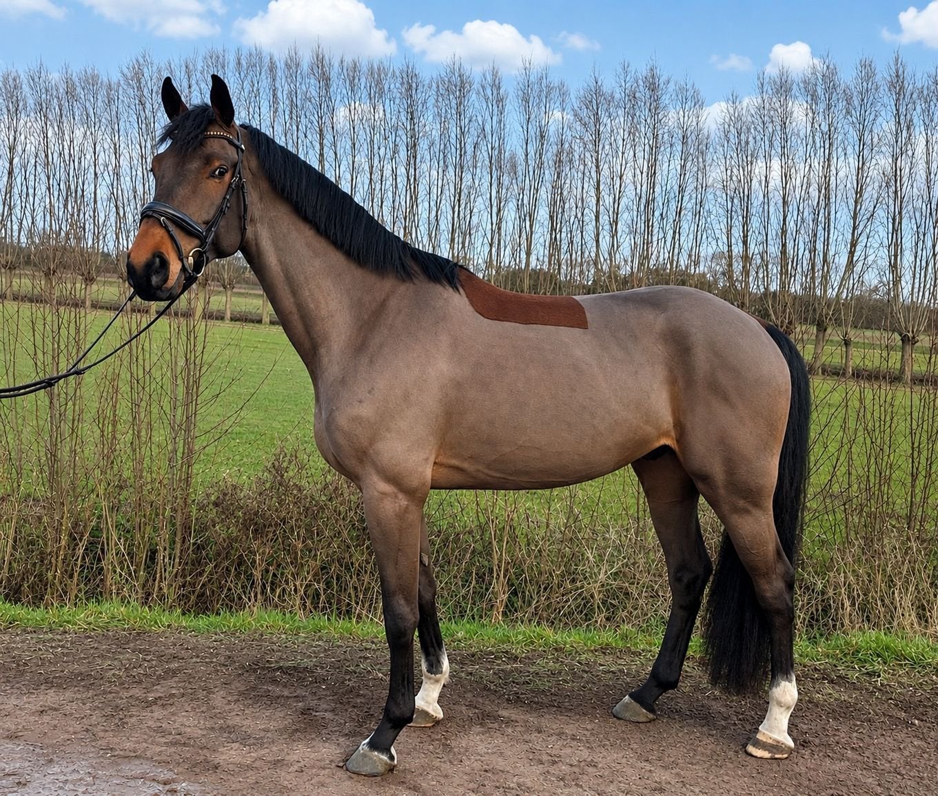 Te koop: talentvolle 5 jarige ruin, Ruin, M