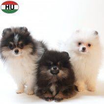 Loulou de Poméranie - Splendides chiots à vendre, Animaux & Accessoires, Chiens | Huskys, Loulous & Types primitifs, 15 semaines à 1 an