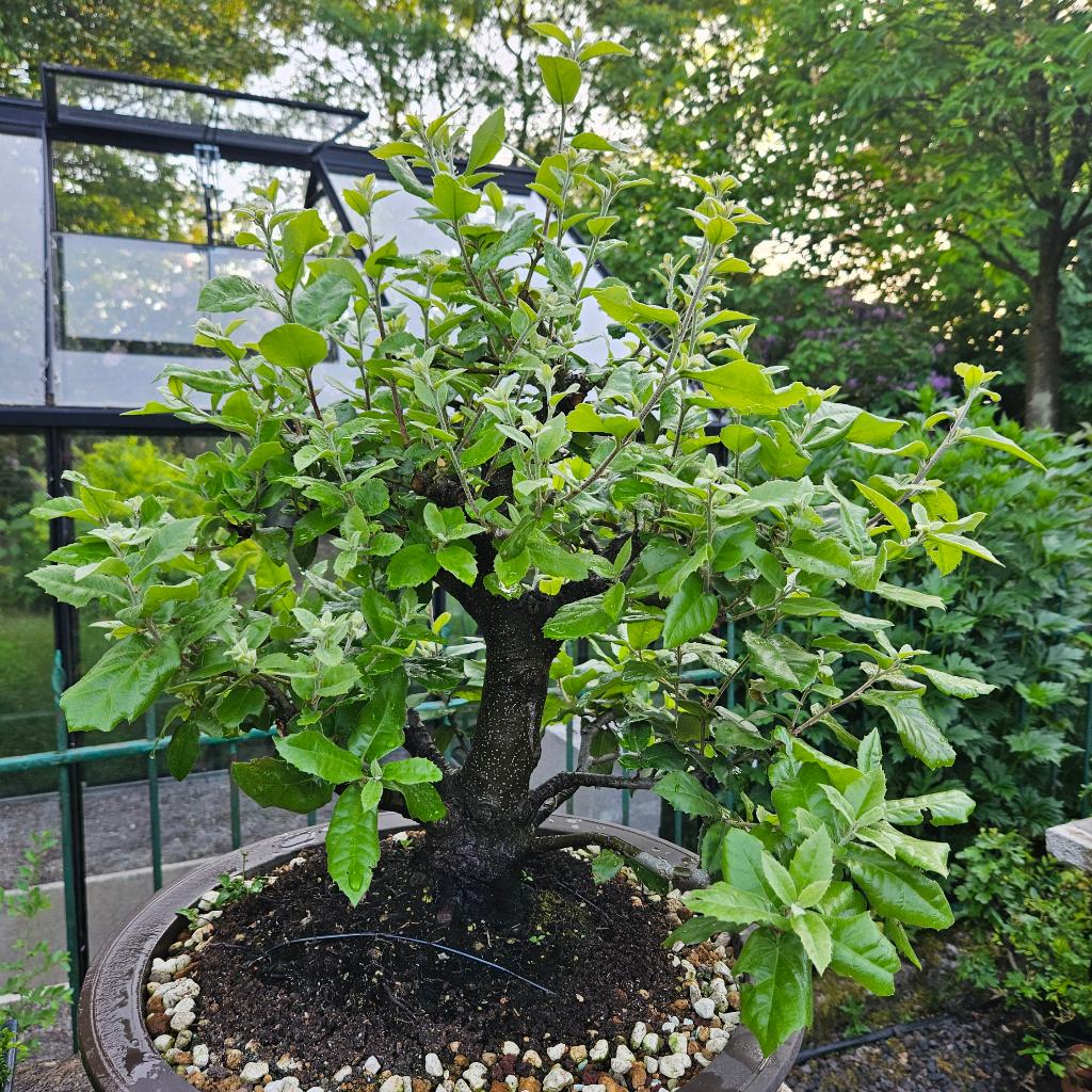 Bonsai Quercus ilex, Ophalen