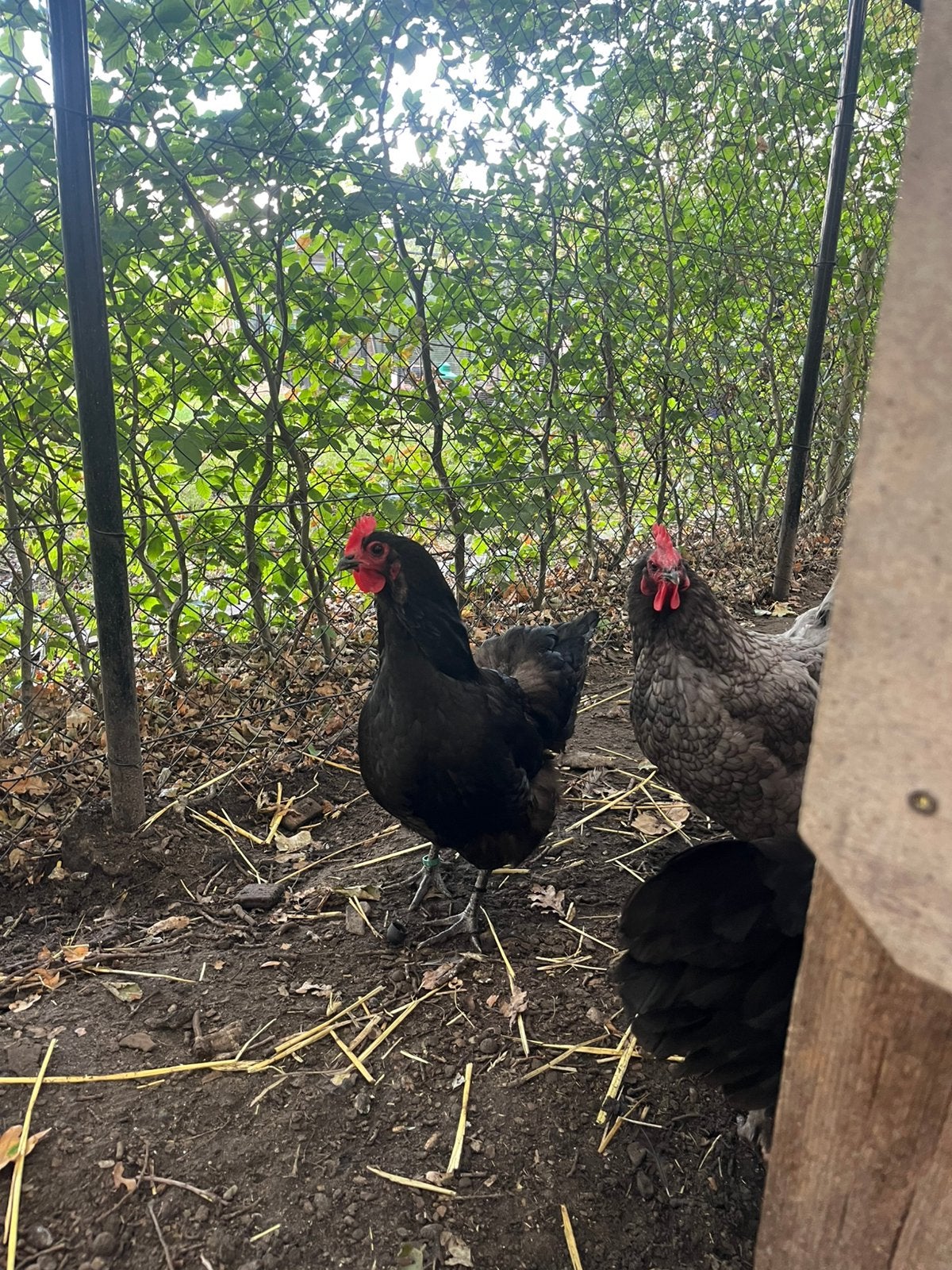 Australorp hennen, Dieren en Toebehoren, Pluimvee