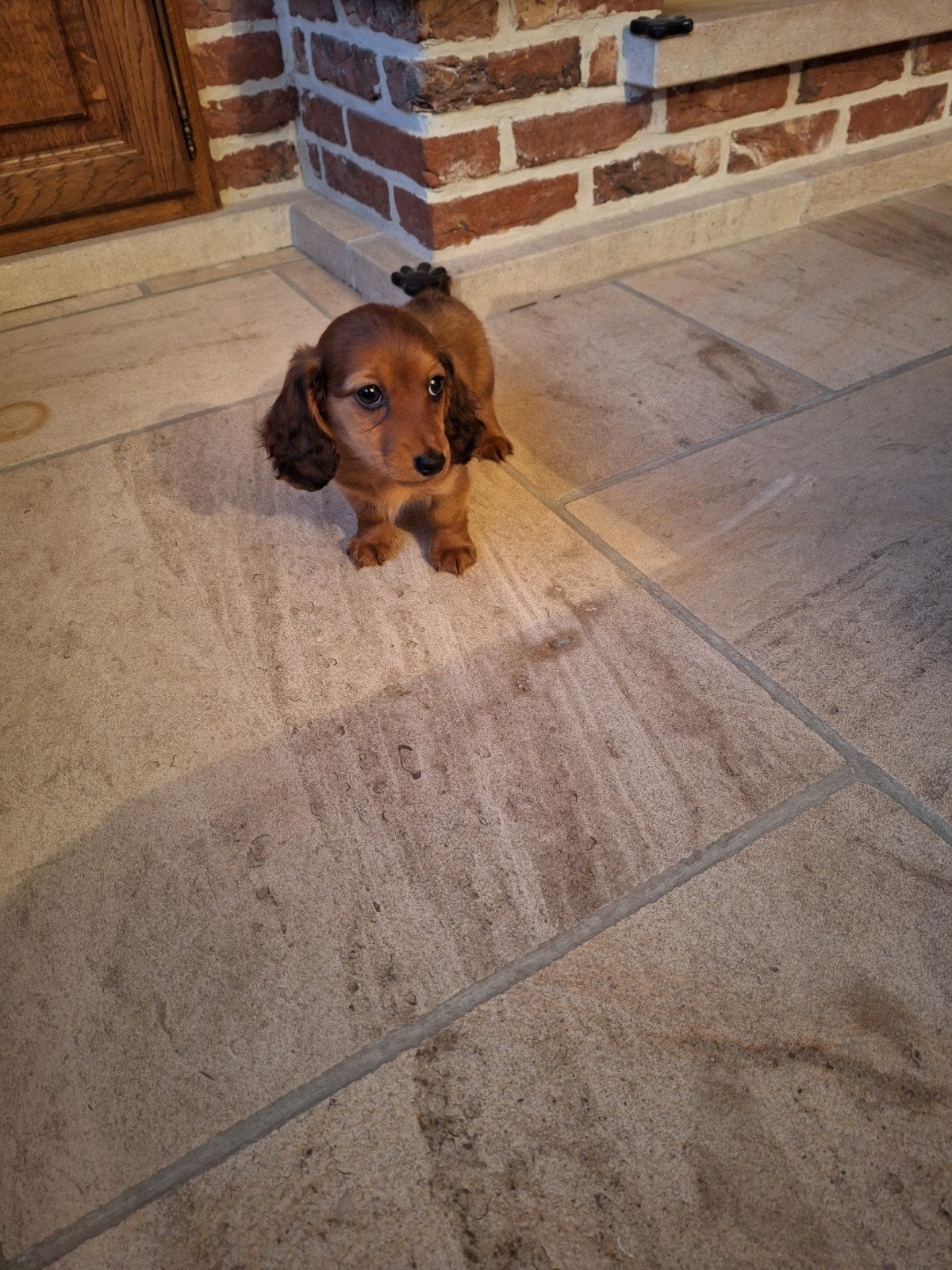 Langharige dwergteckel pups, Maladie de Carré (chiens), Belgique, Poils longs, Plusieurs