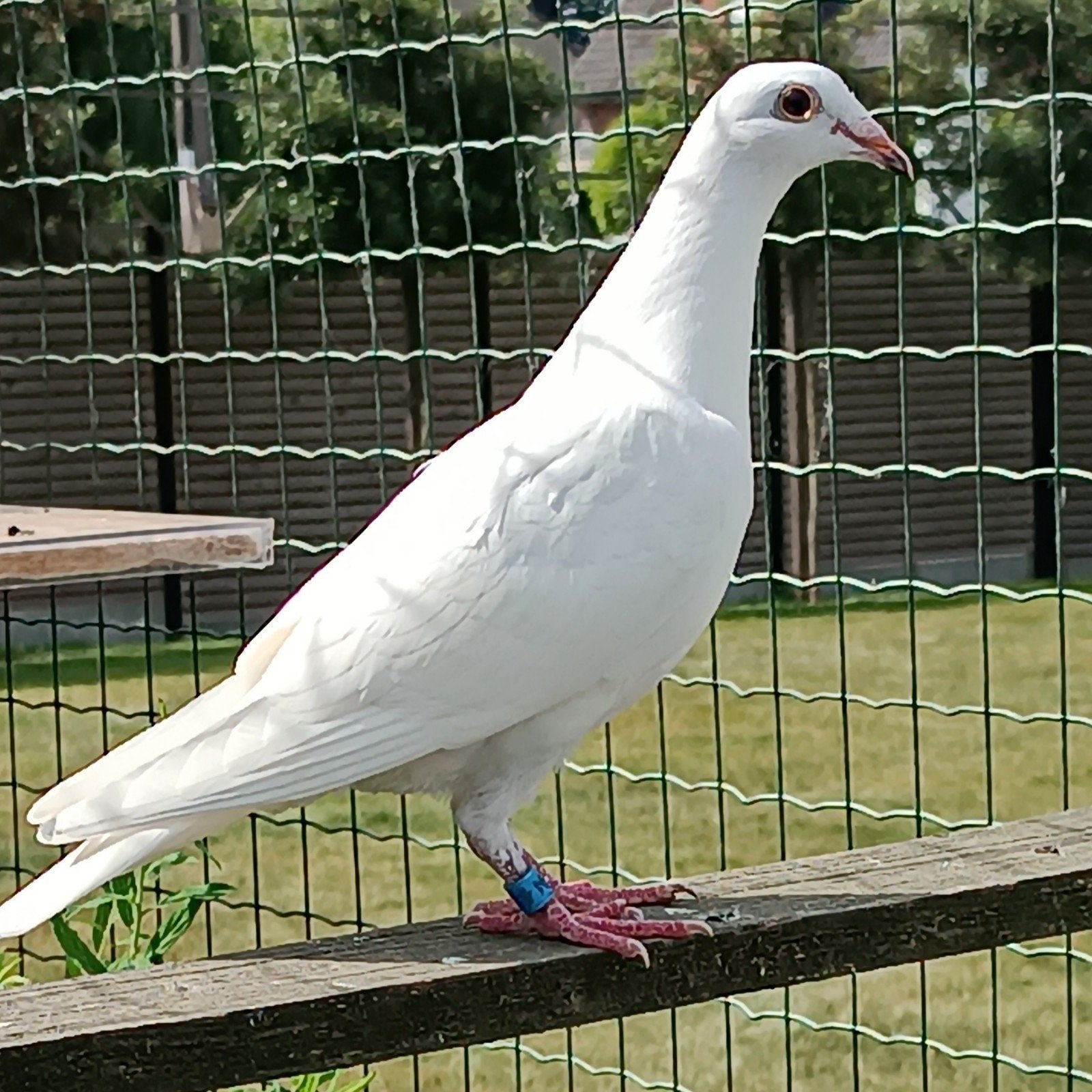 Jonge reisduiven