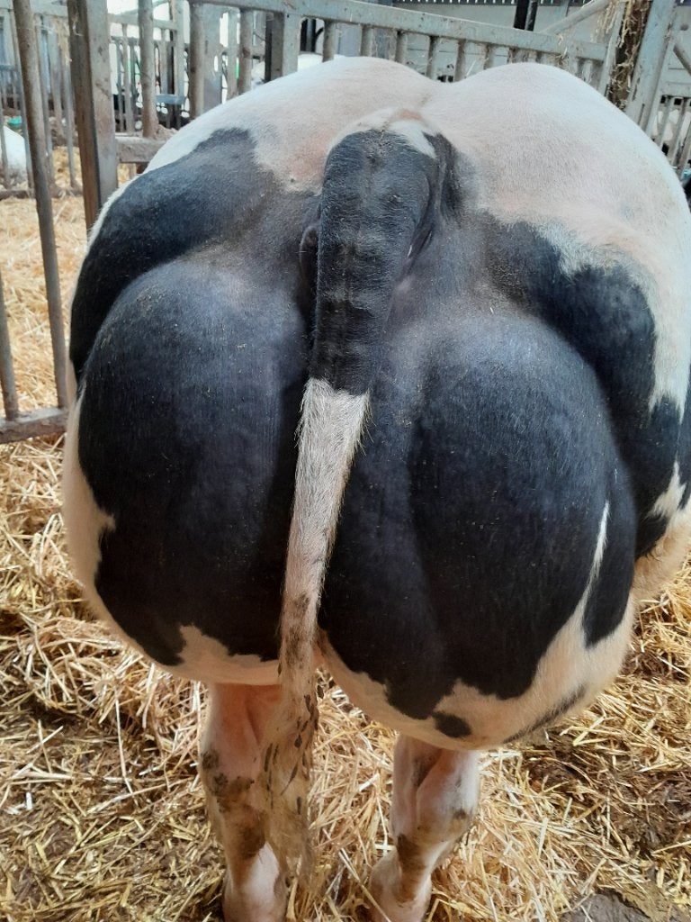 Dekstieren, Mannelijk, 0 tot 2 jaar