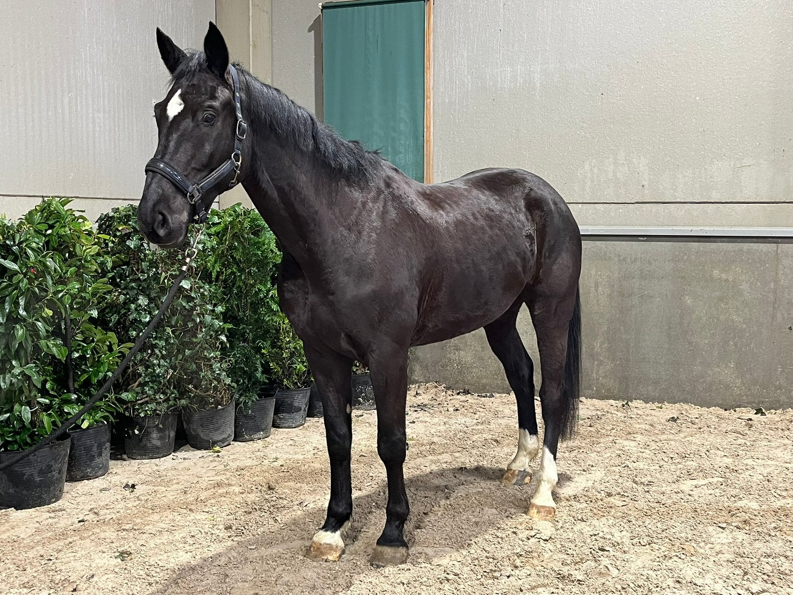 Hongre de 7 ans à vendre, Animaux & Accessoires, Chevaux, Hongre