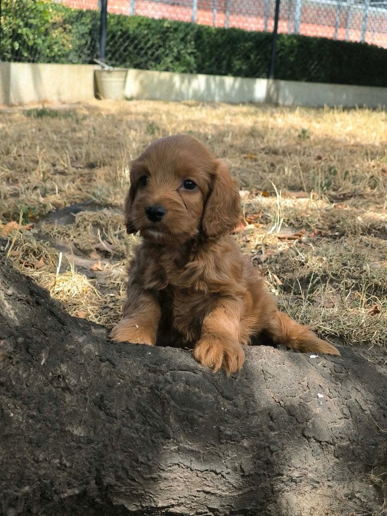De magnifiques chiots cockapoo sont nés chez nous !, Maladie de Carré (chiens), Taille moyenne, Plusieurs, Belgique